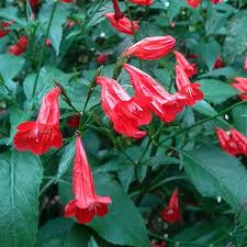 Image result for Ruellia brevifolia