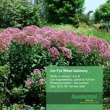 Pin On Perennials