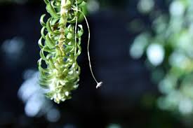 Image result for Tricalysia jasminiflora