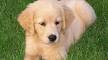 Miniature Retriever Puppies For Sale - UltimateRetriever ...