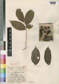 Image result for Brazzeia soyauxii