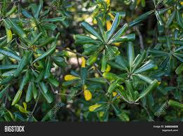 The japanese pieris, also known as japanese andromeda or lily of the valley shrub, is an evergreen woody shrub that has simple leathery leaves, hairless twigs and clusters of white, drooping flowers. Pittosporum Tobira Image Photo Free Trial Bigstock