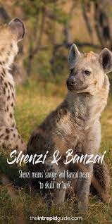 20 Beautiful African Words In The Lion King That Ll Make You Smile Lion King African Words Lion King Names