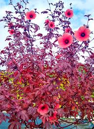 Image result for Hibiscus barbosae