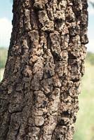 Image result for Faurea saligna