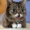 Cats and autistic behavior could my cat be autistic? 1