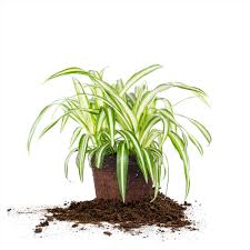 These plant pests look like tiny spiders and they can do a lot of damage to plants. Variegated Spider Plant For Sale Buy Houseplants Online Perfect Plant