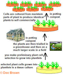 Learn vocabulary, terms and more with flashcards, games and other study tools. Cloning Gm Cells Tissue Culture Methods Uses Descriptions Explanations Of Cloning Techniques Applied To Agriculture Plant Tissues Animal Tissues Igcse O Level Gcse 9 1 Biology Revision Notes Examinations