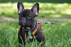 10 Most Popular Dog Breeds - AKC Best Dogs 2020
