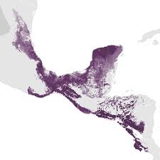 Image result for Faroa affinis