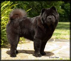 Black Smooth Chow Chow Zac Chow Chow Cute Dogs Chinese Dog