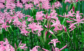 Ziergarten Tipp Fur Den Spatsommer Nerinen Ziergarten Pflanzen Garten