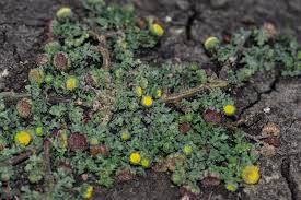 Image result for Grangea