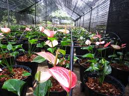 We would be pleased to help with your enquiries for our wide stock range. Sadew New Plant Nursery Photos Facebook