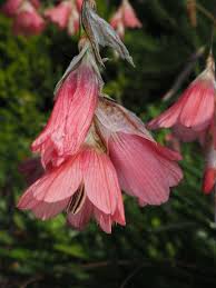 Image result for Dierama cupuliflorum