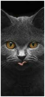 pin by lisa key on cat world raining cats and dogs cats and kittens cute animals