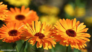 Flowers for vegetable garden uk. Flowers To Plant In Vegetable Gardens The Imperfectly Happy Home