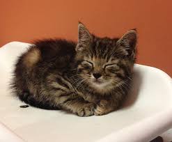 Maybe you would like to learn more about one of these? West Side Pet Clinic