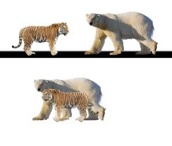 Pin On Wild Life