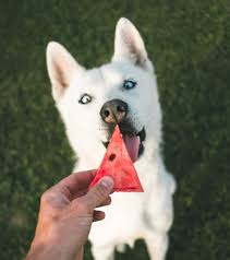 Watermelon has been enjoyed for eons as a summertime treat. Can Dogs Eat Watermelon Yes It Can But Proactive Pet Products