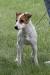 Parsons Jack Russell Vs Jack Russell