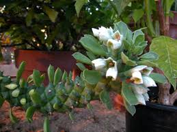 Image result for Monadenium lugardiae