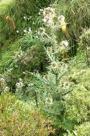 Image result for Carduus nyassanus