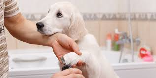 As a proud cat owner you've probably already experienced a situation when you needed to keep your cat still in order (to give it medication) and you just gave up after 3 hours of trying. How To Trim Dogs Nails How To Cut Dog Nails That Are Too Long