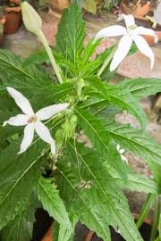 Image result for Wahlenbergia undulata