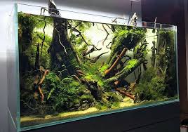 Pin By Erika H On Aquarium Aquarium Landscape Aquascape Aquarium Aquarium Fish