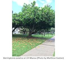 Image result for Barringtonia asiatica