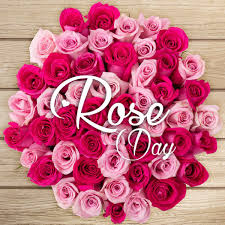 Rose day is the 1st day of valentine's day week, and we celebrate it we are providing happy rose day hd images, hd wallpapers, pics, photos, video ,pictures, hd. Happy Rose Day Pink Flower Love Wishes Greetings Image Happy Rose Day Hd 175144 Hd Wallpaper Backgrounds Download