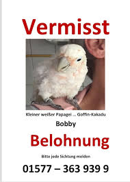 Full evcil, oyuncu, i̇nsan canlısı, veteriner kontrolleri tam ve sağlıklı kakadu papağanı. Der Kleine Kakadu Bobby Fliegt Noch Immer Um Sein Leben Der Zahme Papagei Wurde Schon Ofter In Marl Drewer Und Huls Gesehen Marl