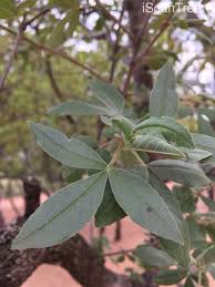 Image result for Vitex zeyheri