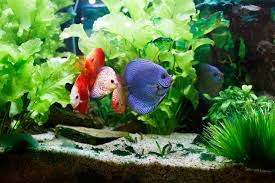 See more ideas about aquarium setup, aquarium, aquascape. How To Set Up A Planted Aquarium Step By Step Guide