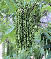 Image result for Carya illinoinensis