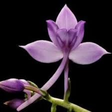 Image result for Calanthe sylvatica