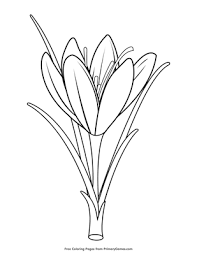 This collection includes mandalas, florals, and more. Crocus Coloring Page Free Printable Pdf From Primarygames