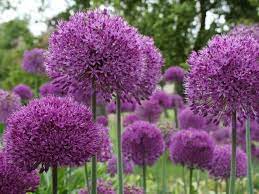 Love The Color Allium Flowers Planting Bulbs Spring Bulbs
