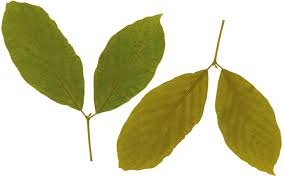 Image result for Lasiodiscus pervillei