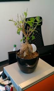 Mein baum verliert zum teil sehr viele blätter. Ficus Ginseng Verliert Blatter Weisse Quot Pilze Quot Pflanzenkrankheiten Schadlinge Green24 Pflanzen Garten Forum