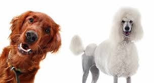 Irish Doodle Information Center The Irish Setter Poodle
