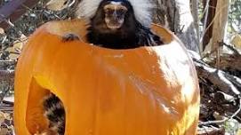 Boo at the Zoo