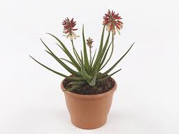 Image result for Alafia zambesiaca