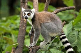 The island country of mauritius and réunion (territory of france), lie to the east of madagascar. Madagascar Travel Guide Expert Picks For Your Vacation Fodor S Travel