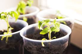 Did use some coco got alkaline soil? Can You Use Garden Soil For Potted Plants Backyarddigs