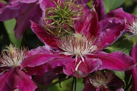 'dr ruppel' _ 'dr ruppel' is a deciduous climbing shrub. Clematis Dr Ruppel Online Bestellen Schmid Gartenpflanzen