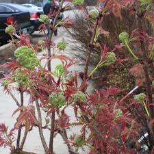 A bright red stemmed variety with golden foliage. Lemony Lace Elderberry Sambucus Racemosa Proven Winners