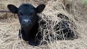 Black Angus Calves For Sale Near Me Pin By Ethan Vanenkevort On A Cowboy S Wife Cute Cows Baby Cows Cow Pictures