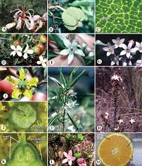 Image result for Combretaceae